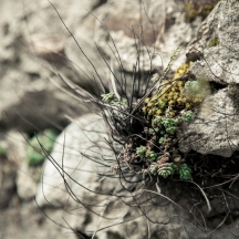 Bergell_2014_10-0838